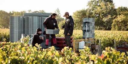 Chateau Malartic Lagraviere Weinlese